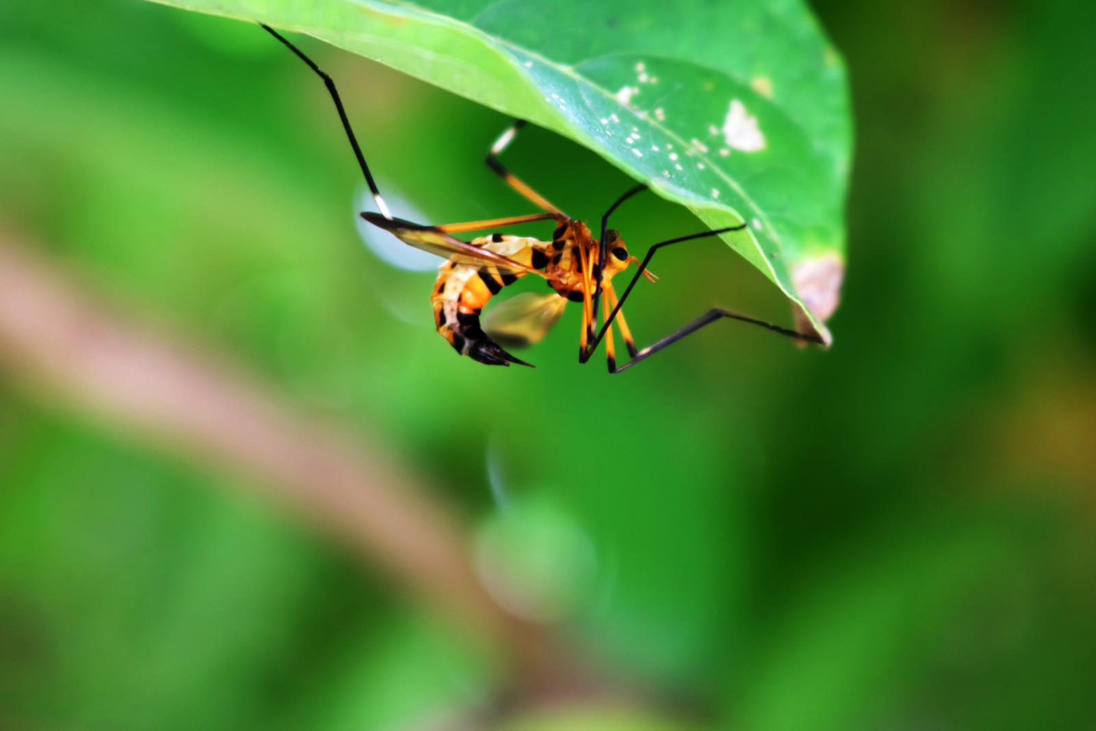 游仙分院：遭遇蜂蛰伤，这份急诊“黄金法则”请收好